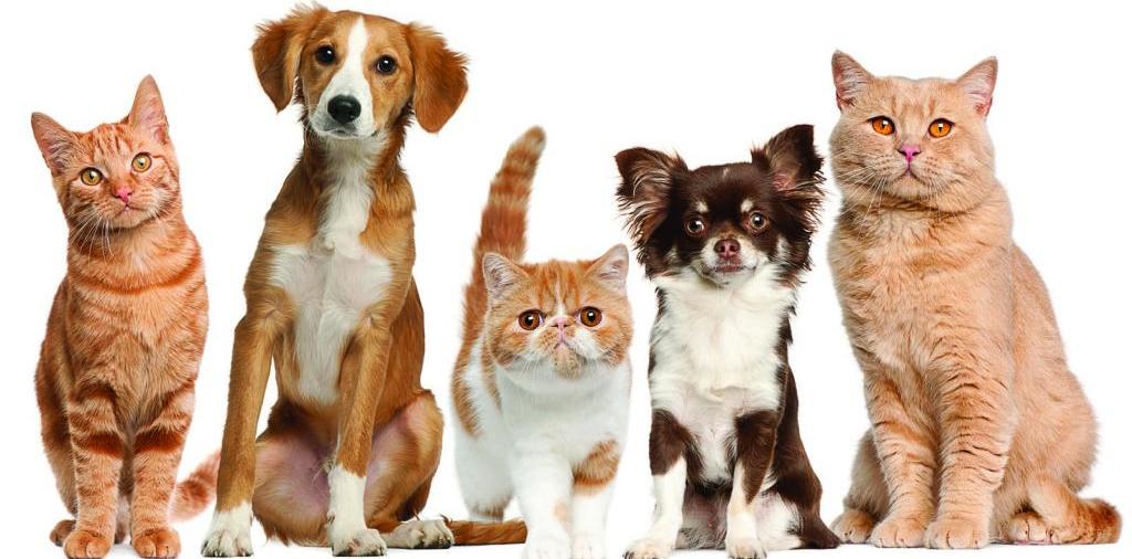 Доска объявлений о животных | ЗооТом - продажа, вязка и услуги для животных в Берёзовом