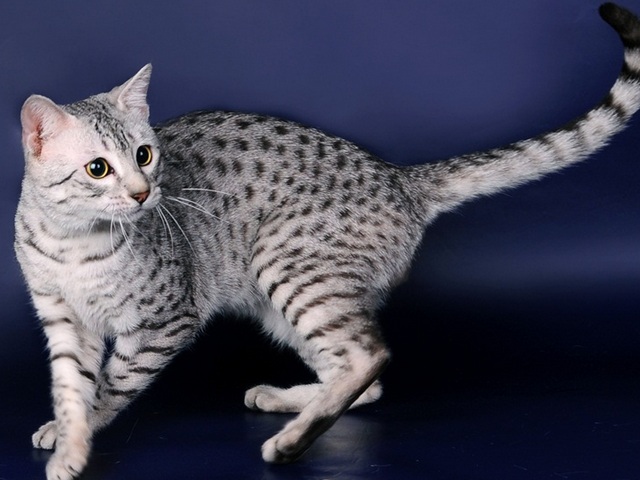 Породы кошек в Берёзовом | ЗооТом портал о животных