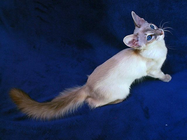 Выведенные породы кошек в Берёзовом | ЗооТом портал о животных