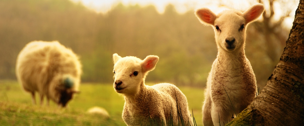 Объявления о сельскохозяйственных животных | ЗооТом - продажа, вязка и услуги для животных в Берёзовом