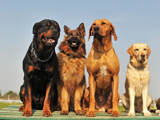 Крупные породы собак в Берёзовом | ЗооТом портал о животных